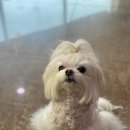 두치애견샵 네이버블로그