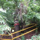 사천송림 이미지