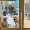 로우포우신월(rawpaw) 이미지