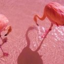 플라밍고 이미지