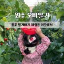 신림중학교 | 체험농장 | 원주 아이랑 가볼만한 곳 | 원주 딸기체험 실내 놀이터 동물 먹이주기 | 내돈내산 솔직후기