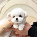 부산강아지분양 퍼피몰리 이미지