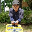 푸른농장B 이미지