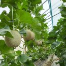 엄마네농장 이미지