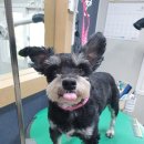 아라펫살롱 이미지