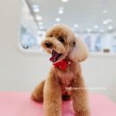 보람그루밍 | [속초 애견미용] 첫 만남, 푸들 ‘사랑이’의 변신 이야기 ✂️💕