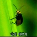 호랑이담배피던시절 이미지