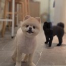 솔리스텔라