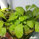 소망자동차공업사 이미지