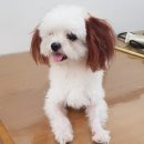 더 편하개 이미지