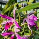 Laelia purpurata var.sanguinea ×self 이미지