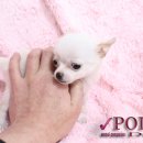 포인트독 이미지