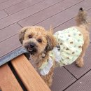 안녕,하리! 이미지