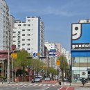 은혜와 진리교회 앞 | 260413 검역본부 왕개미와 은혜와진리교회 앞 벚꽃 &amp; 청명어린이집 앞 겹황매화와 안양천 소래풀(보라...