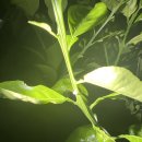 화산농약사 이미지