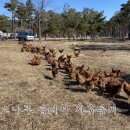 장닭농장 네이버블로그