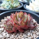 블루빈스 이미지