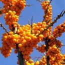 (주)비타민나무 이미지