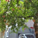 카페 엘림 이미지