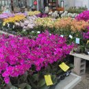 금호농원 이미지