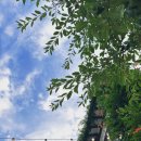 홍연 - 이천시 샘재로 151 | 대전 카페 홍연 솔직 후기 | 능소화로 뒤덮인 선화단길 한옥 카페