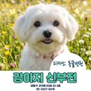 ACE동물병원 | 신부전 위험 신호! /신부전 원인과 치료법 그리고 우리 아이를 위한 홈케어 전략까지 [피카소 동물병원]