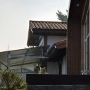 원당골1길 | 서산 유기방가옥 수선화축제 후기 (주차, 포토존, 재입장 꿀팁 총정리)