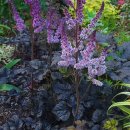 초록 사이 짙은 초컬릿 색이 고급스러운Astilbe 'Dark Side of the Moon'