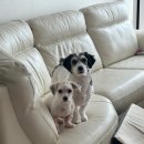 하바네즈 코리아 이미지