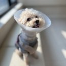 스마트동물병원 | 시흥 배곧 동물병원 후기 / 24시 스마트동물의료센터 정말 솔직한 후기