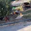 노당1리 이미지