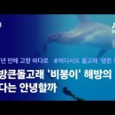 [JTBC 뉴스룸] 마지막 남방큰돌고래 '비봉이' 해방의 날…바다는 안녕할까 이미지