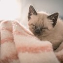 독한고양이 이미지