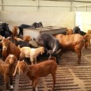 야곱 염소농장 이미지