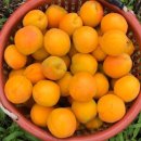 초아농원 이미지