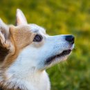 패밀리동물병원 이미지