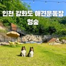 멍숲 인천 강화도 애견운동장 멍3 독채 대관 천연잔디 물놀이 후기