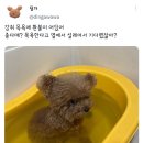 꼬끼또 이미지