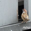 구두방 뉴스1