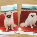 에스엘 독 이미지