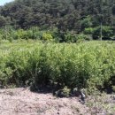 여주-0962 네이버블로그