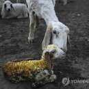 새누리농장 이미지