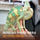 아라곤충 | 인천 검단 아라점 크레리즘ㅣ 레오파드게코 카멜레온 다양한 파충류샵