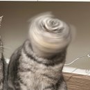 도리도리 이미지