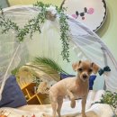 커들리 독 이미지