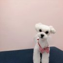 THE반하개 이미지