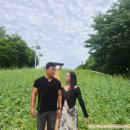 올림픽공원(들꽃마루, 장미광장) 초여름 스냅 메이크업 후기｜ 26.6.6 꽃 현황
