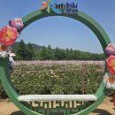 합천 가볼만한곳 황강변 공원 작약축제, 꽃바다 힐링 여행 후기 🌸