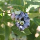 드림1농장 이미지