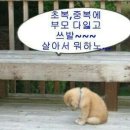 복 Daum카페